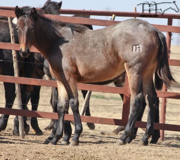 Annabone's 2018 Bay Roan Filly